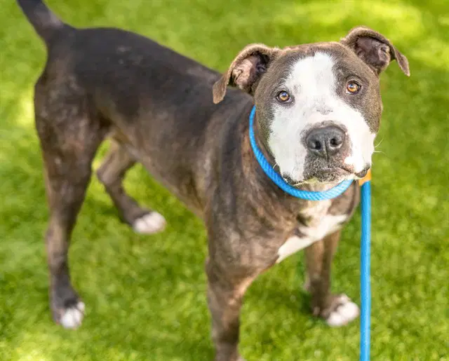 Aladdin - Pit Bull Terrier