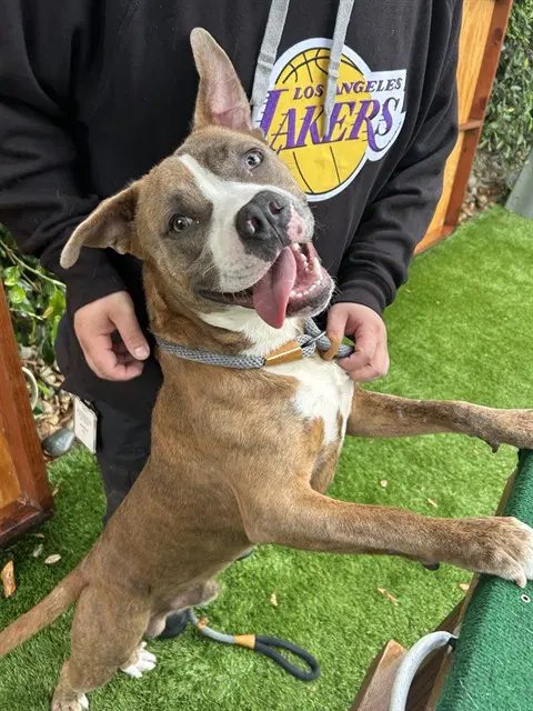 Chuchuluco - Pit Bull Terrier