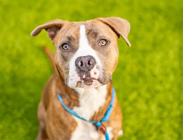 Chuchuluco - Pit Bull Terrier