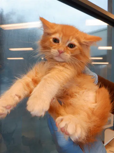 Hilda - Domestic Long Hair