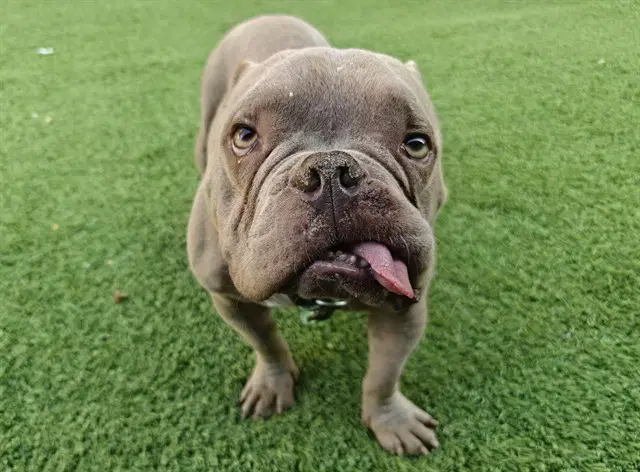 Casper - French Bulldog
