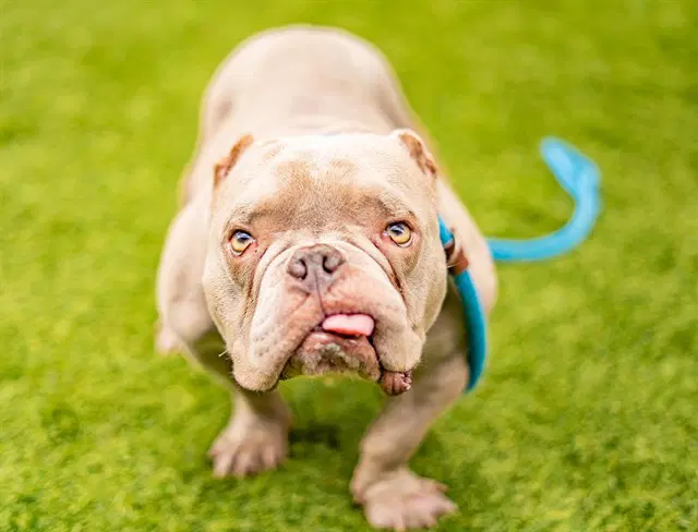 Casper - French Bulldog