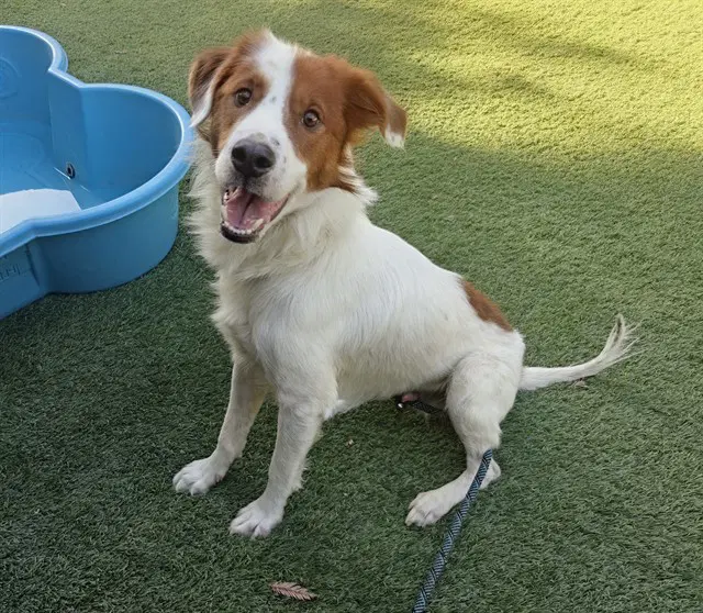 Milo - French Brittany