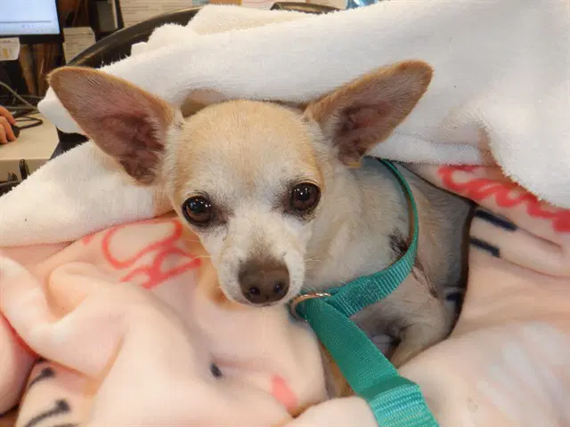 Squash - Chihuahua