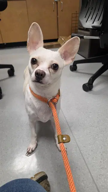 Tilly - Chihuahua