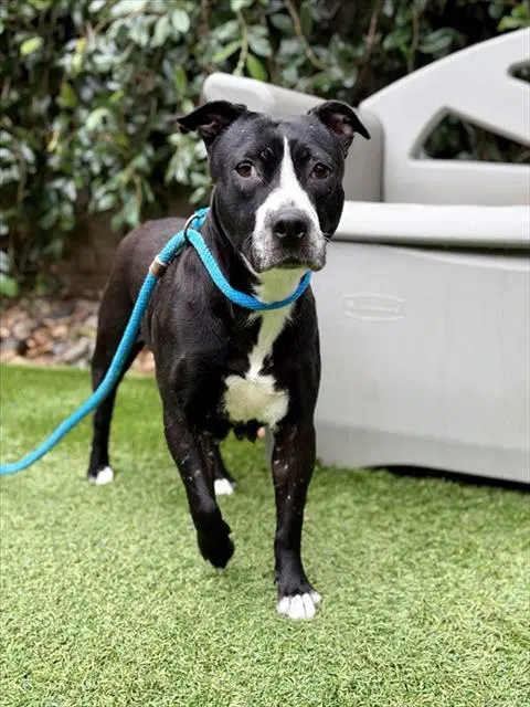 Roxanne - Pit Bull Terrier