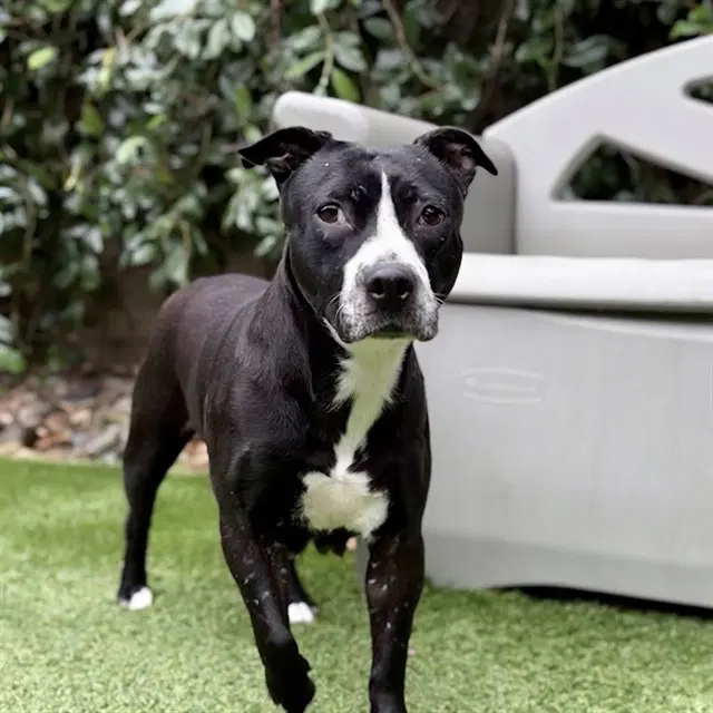 Roxanne - Pit Bull Terrier