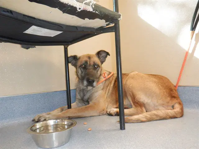Junie - German Shepherd Dog