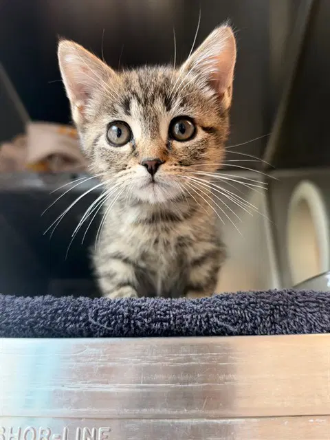 Ruby - Domestic Short Hair