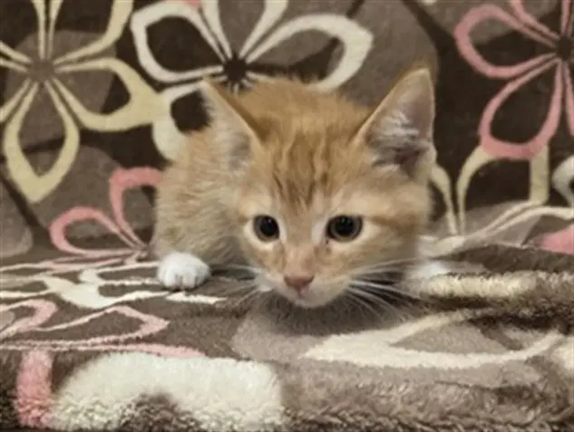 Peach - Domestic Short Hair