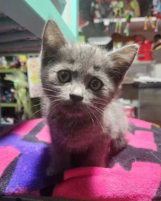 Rochelle - Domestic Short Hair