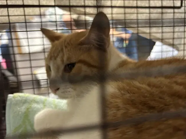 Duke - Domestic Short Hair