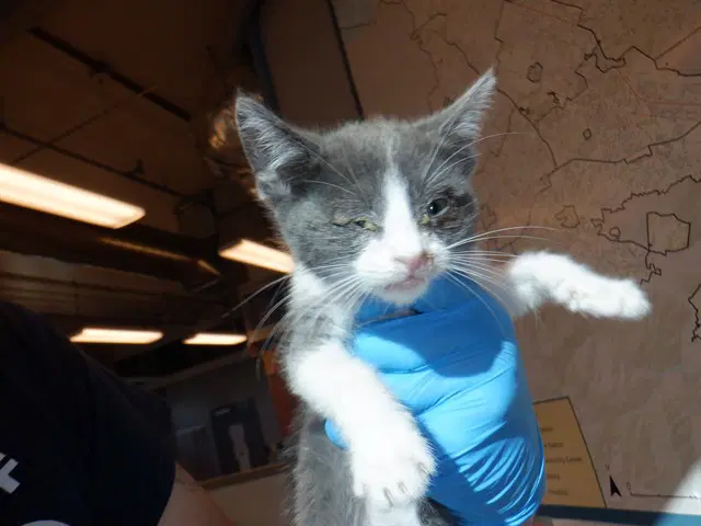 Oliver - Domestic Short Hair