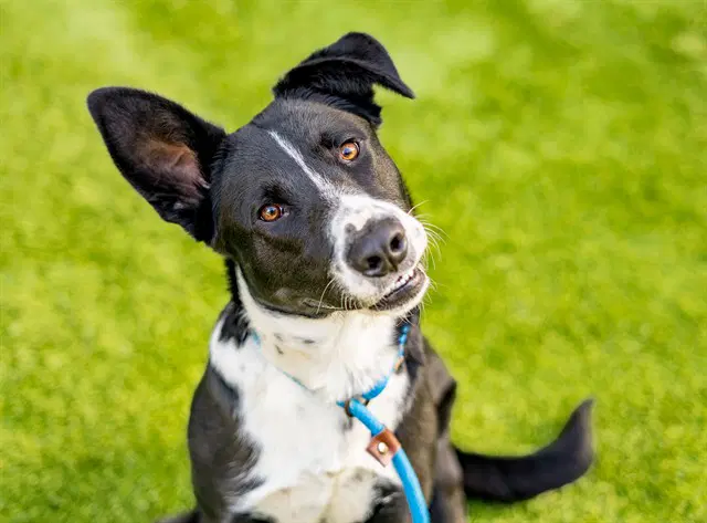 Max - Border Collie