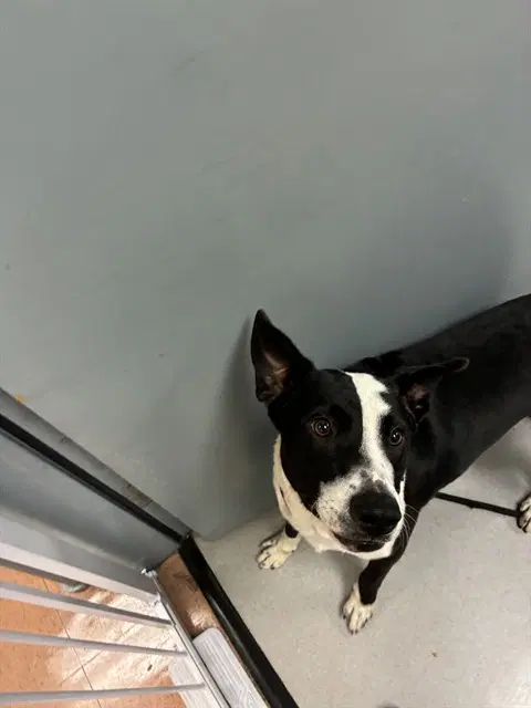 Max - Border Collie