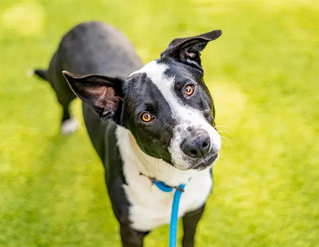 Max - Border Collie