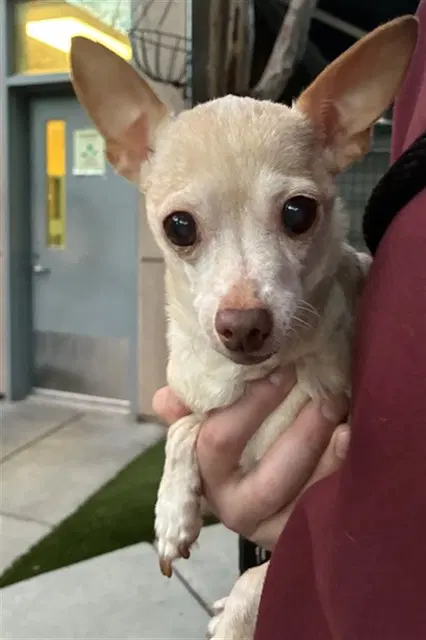 Betty - Chihuahua