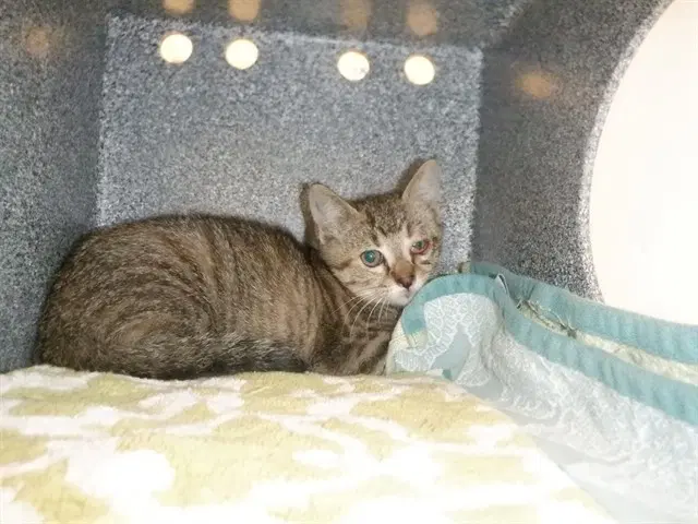 Starla - Domestic Short Hair