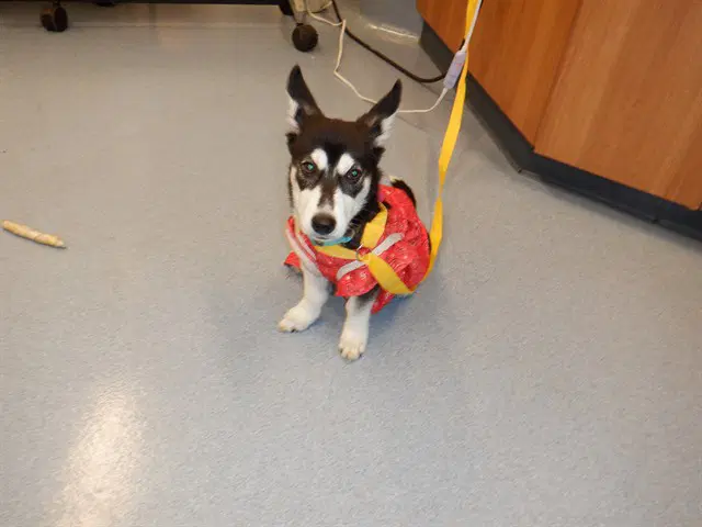 Yuki - Cardigan Welsh Corgi