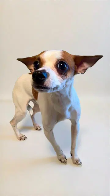 Tiger - Chihuahua