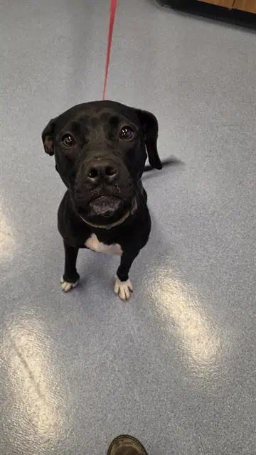Espresso - Pit Bull Terrier