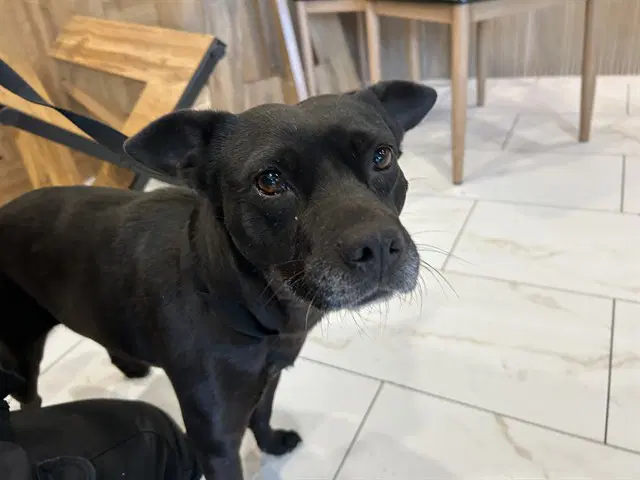 Willow - Patterdale Terrier (Fell Terrier)