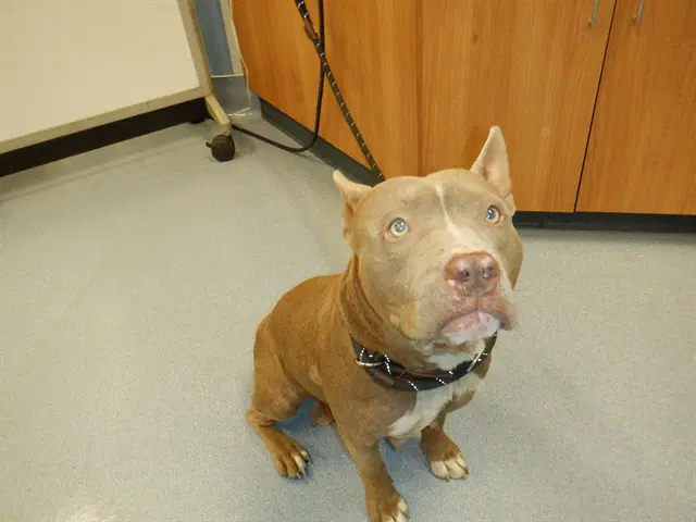 Kylee - Pit Bull Terrier