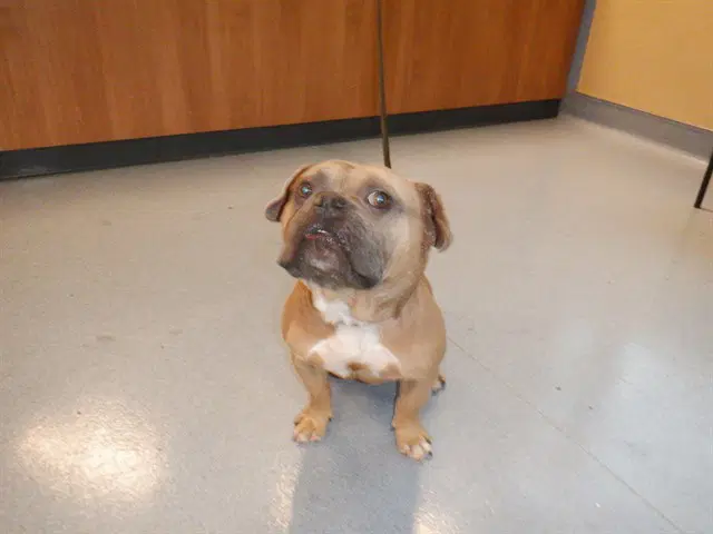 Berkeley - English Bulldog