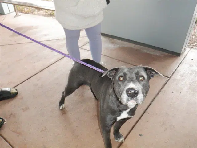 Ashley - Pit Bull Terrier
