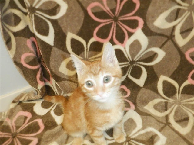 Ginger