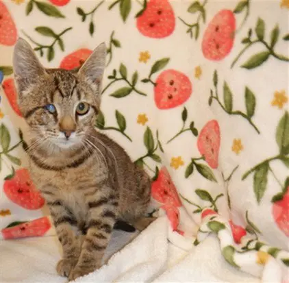 Flash - Domestic Short Hair