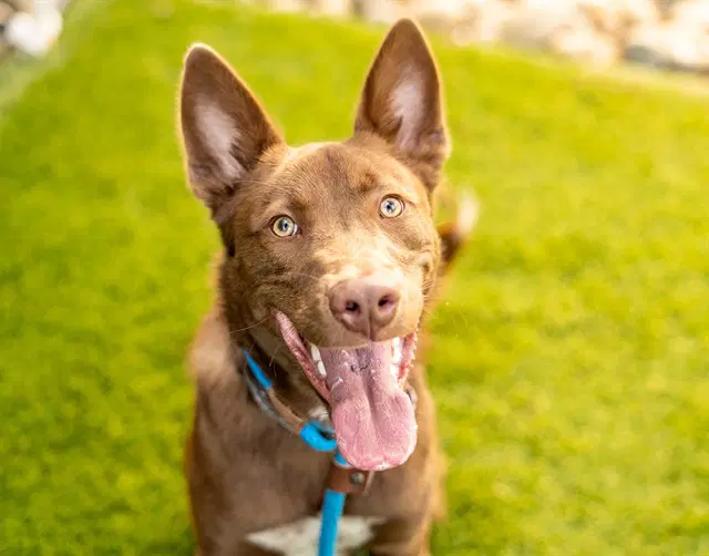 Leo - Australian Cattle Dog/Blue Heeler