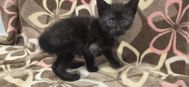 ELVIRA