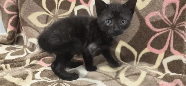 Elvira - Domestic Short Hair