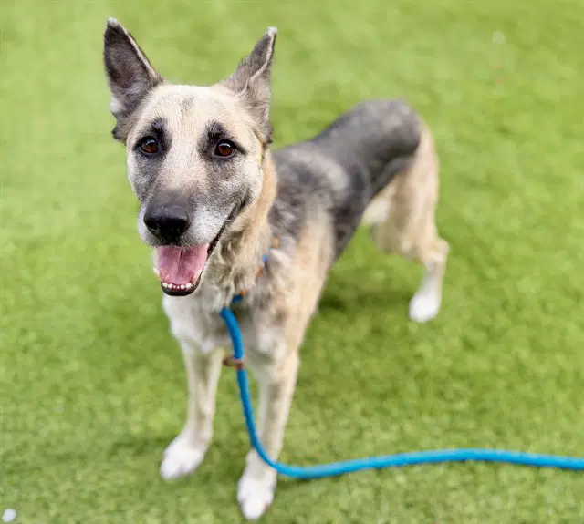 Marionette - German Shepherd Dog