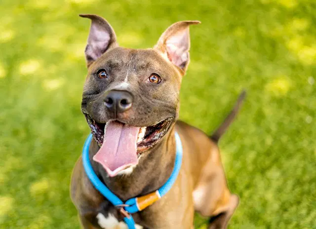 Pebble - Pit Bull Terrier