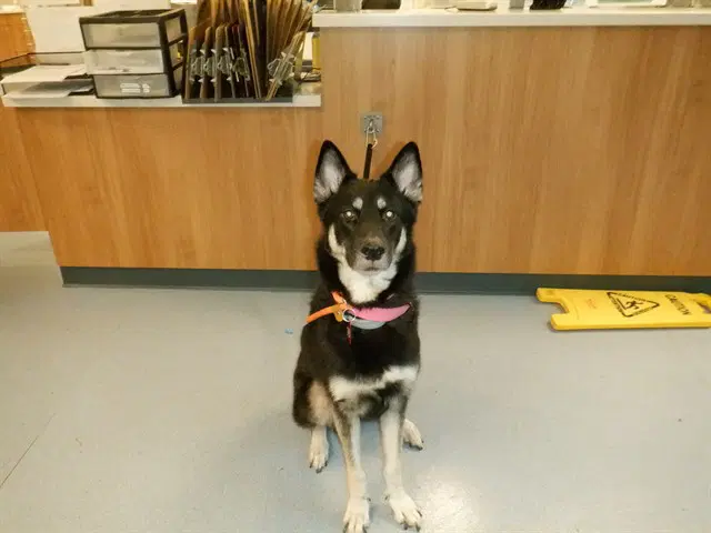 Tsaritsa - German Shepherd Dog