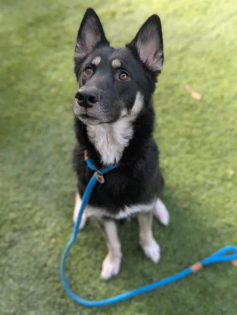 Tsaritsa - German Shepherd Dog