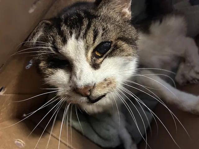 Lucy Bell - Domestic Medium Hair
