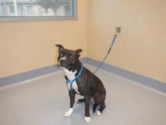 Josh - Staffordshire Bull Terrier