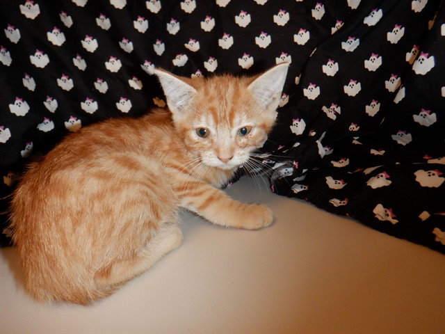 GINGERSNAP