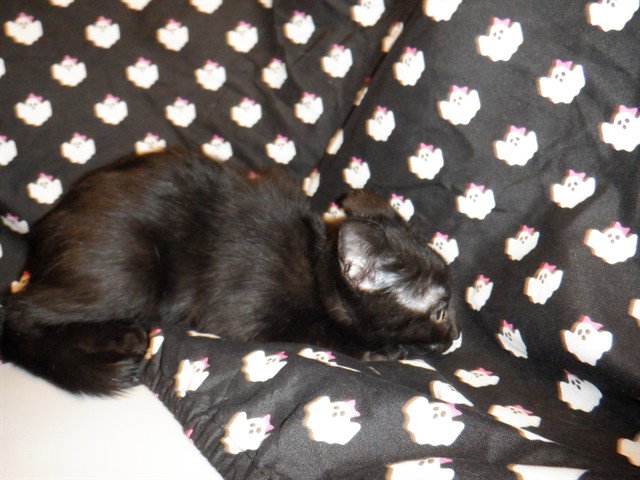 LICORICE