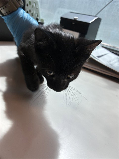 NYX