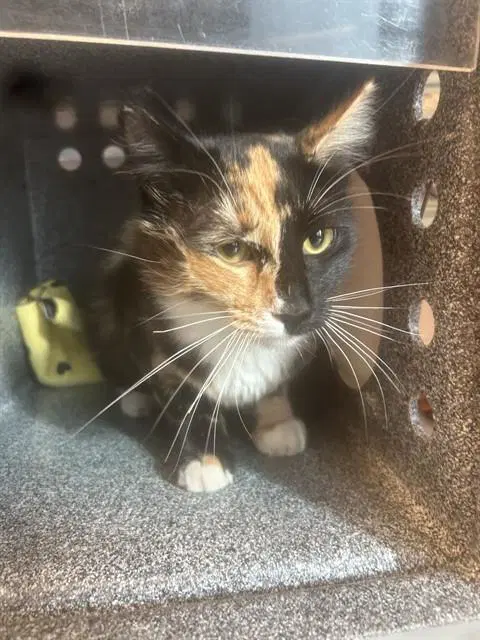 Delilah - Domestic Short Hair