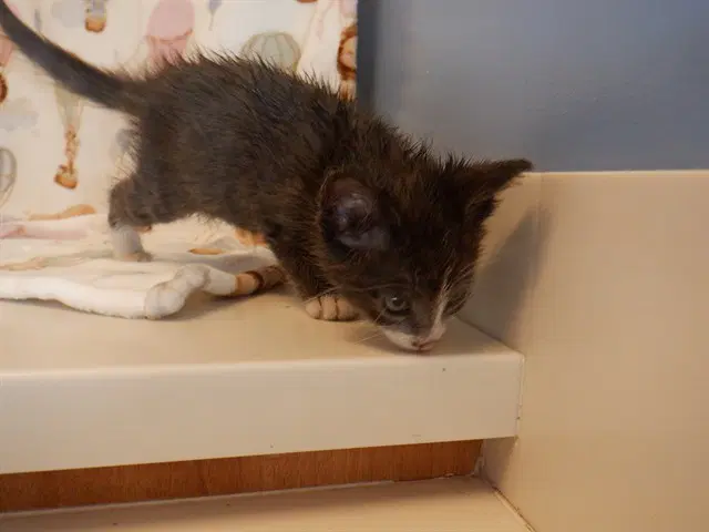 Zazu - Domestic Short Hair