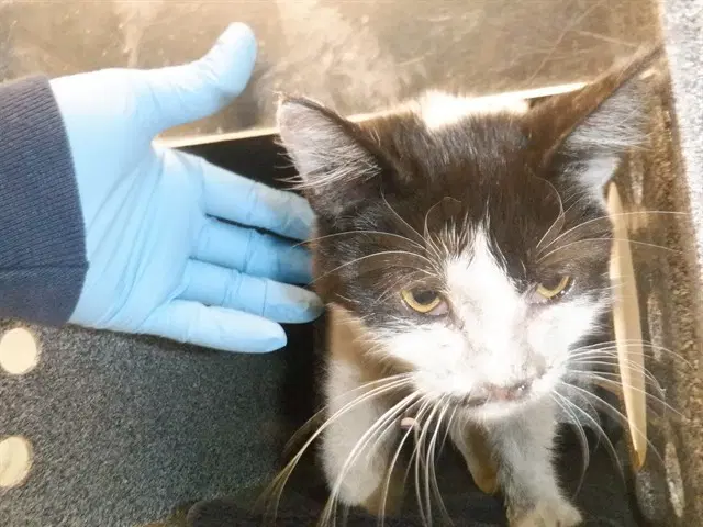 Luna - Domestic Short Hair