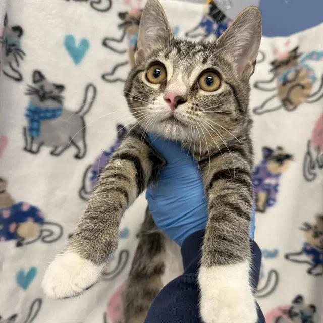 Feta - Domestic Short Hair