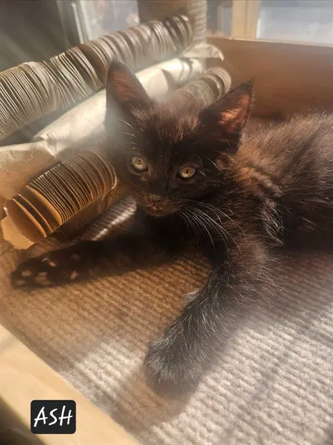 Felix - Domestic Short Hair