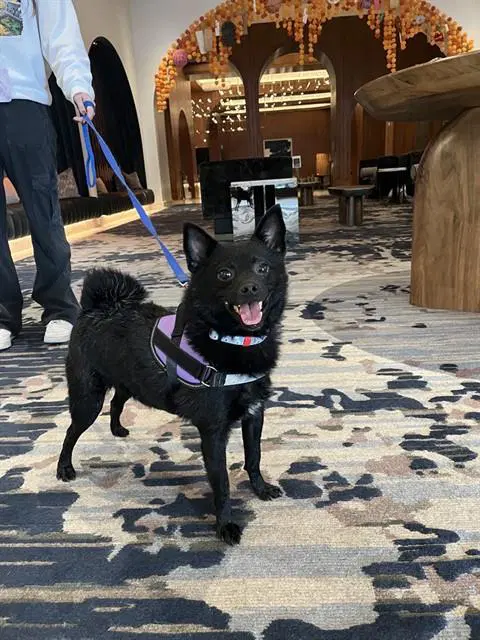 Skipper - Schipperke