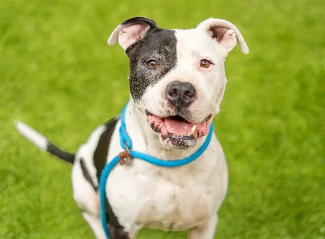 Hank - Pit Bull Terrier